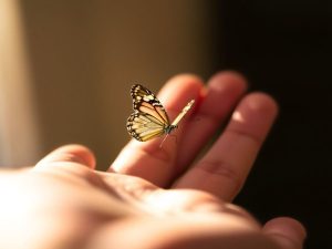 Mână care ține un fluture, lumină caldă, simbolică